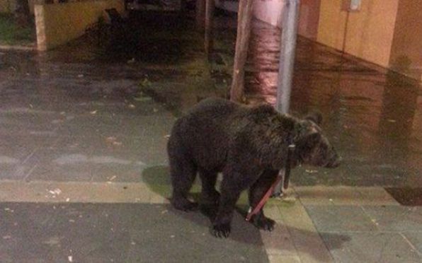 Domador deja un oso atado a un poste para irse a un bar
