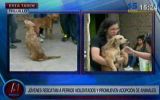 Jóvenes rescatan perros maltratados y abandonados en Trujillo