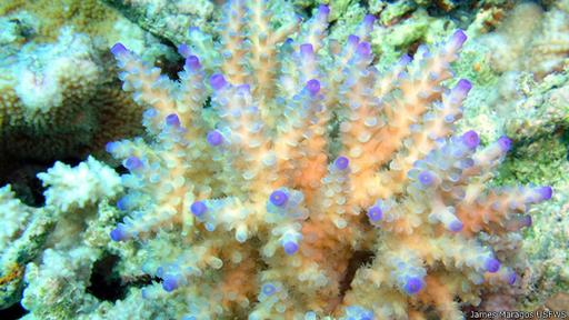 En la reserva de las islas remotas del Pacífico hay una gran variedad de especies de corales, como esta acropora.