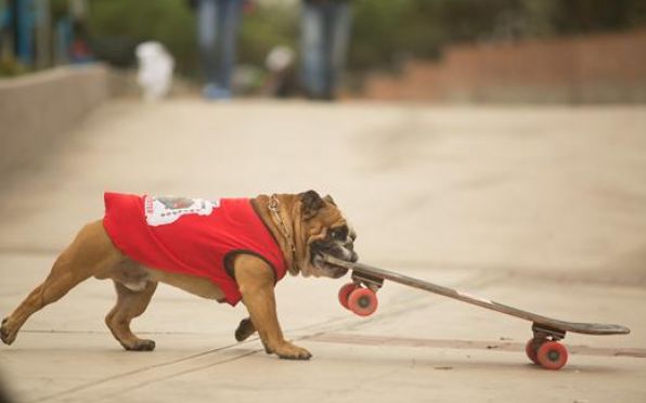 Biuf, el perro skater, ahora es profesor