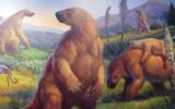 Descubre en su casa restos de animal de hace 500 mil años