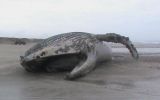 El Sernanp descubre ballenas, lobos marinos y tortugas varadas