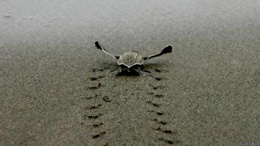 Cuando nace, la Fundación libera a las tortugas para que corran hacia el mar.