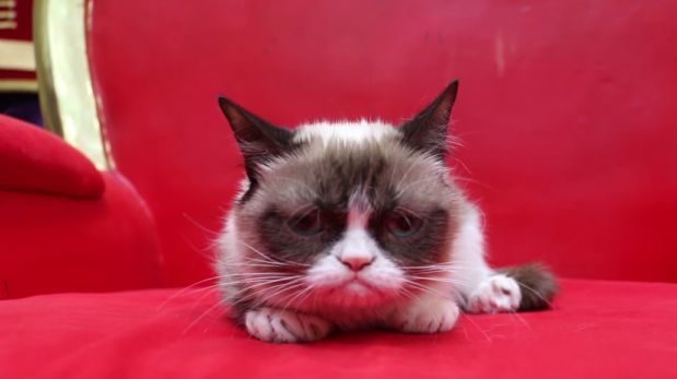 YouTube: estos son tres de los gatos más populares en Internet