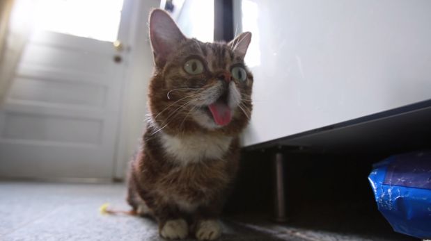 YouTube: estos son tres de los gatos más populares en Internet