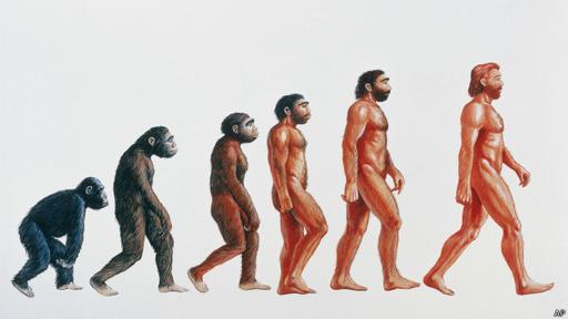 El hallazgo le dio peso a la teoría de que nuestra evolución no fue linear.