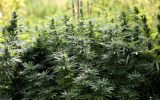 Ica: Incineran 30.000 plantones de marihuana
