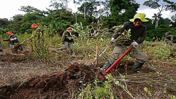 La hoja de coca ilegal es erradicada en el Trapecio Amazónico