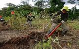 La hoja de coca ilegal es erradicada en el Trapecio Amazónico