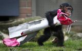 Los animales del Zoológico de Australia ya viven la Navidad
