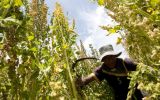 La agricultura hizo más frágiles los huesos humanos