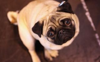Consejos de César Millán para calmar a tu mascota estas fiestas