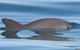 Las tímidas vaquitas marinas están al borde de la extinción