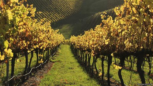 En el largo plazo se quiere acabar con el mito entre la calidad del vino y su precio.