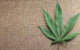 Fármaco basado en cannabis falla en aliviar dolores del cáncer