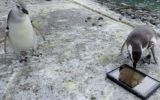YouTube: los pingüinos también se obsesionan con los iPad