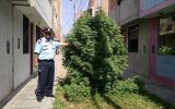 Plantón de marihuana estaba en pleno jardín de vía pública