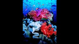 Miden la capacidad del coral para resistir al cambio climático