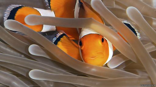 Muchas especies de pez Damisela mantienen un jardín donde cultivan algas.