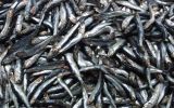 Editorial: Pesca: ¿viento en popa?