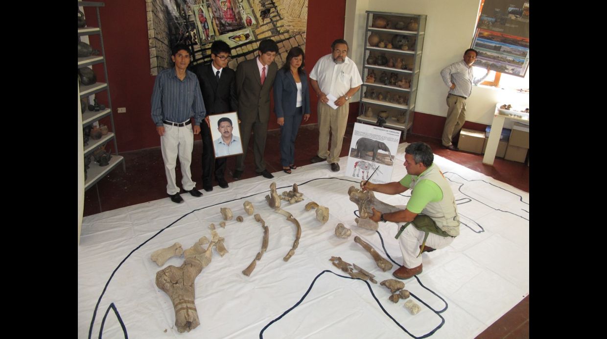 Fósiles de 70 millones de años se exhibirán en Sipán Fósiles de 70 millones de años se exhibirán en Sipán