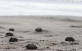 Erizos vararon en playa de Trujillo y afectaron a bañistas