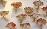 Recorre esta exposición que parece ser un bosque de hongos
