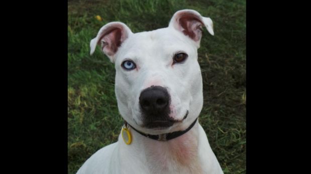 Facebook: perro sordo lleva dos años sin que nadie lo adopte