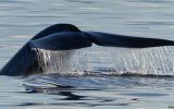 Estados de ONU negociarán tratado para proteger océanos