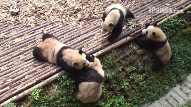 YouTube: lucha libre entre pandas existe según este video