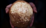 Cráneo sugiere que Homo sapiens pudo encontrarse con Neandertal
