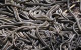 Paraíso reptil: mira este campo de madrigueras de serpientes