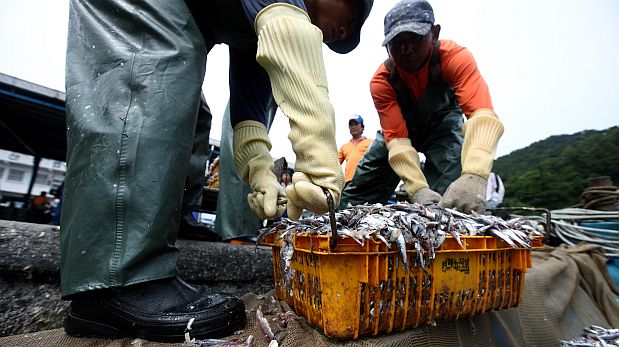 Produce: La presencia de anchoveta decaerá en una década