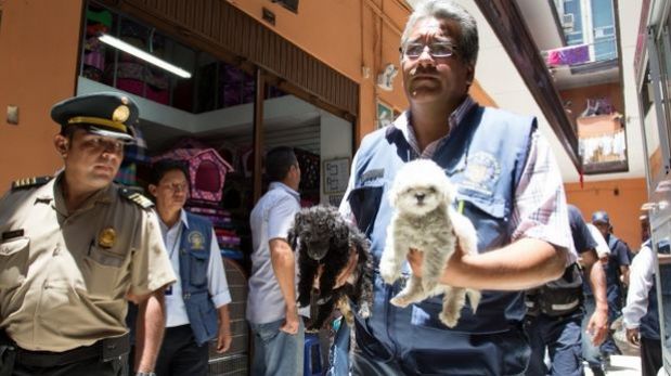 VENTA DE MASCOTAS LIMA venta de mascotas lima:
