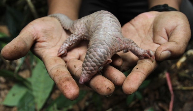 Este es el mamífero más traficado del mundo que pocos conocen