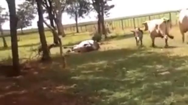Facebook: una vaca cayó inconsciente tras cabezazo de carnero