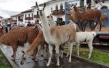 Comuneros suspenden pastoreo en el Parque Nacional Huascarán
