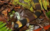 Revelan misterios del peligroso veneno de una serpiente coral