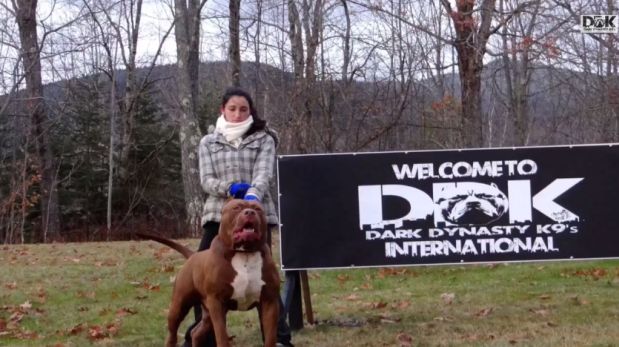 YouTube: Hulk, el pitbull más grande del mundo causa sensación