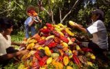 Cacao peruano será la estrella en festival de Alemania