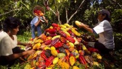 Cacao peruano será la estrella en festival de Alemania