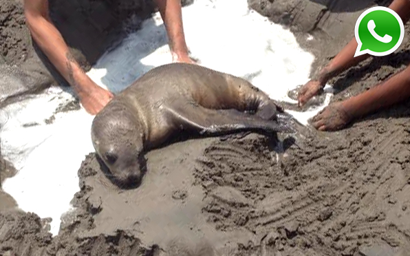 WhatsApp: rescatan lobo de mar bebé herido en playa de Chilca
