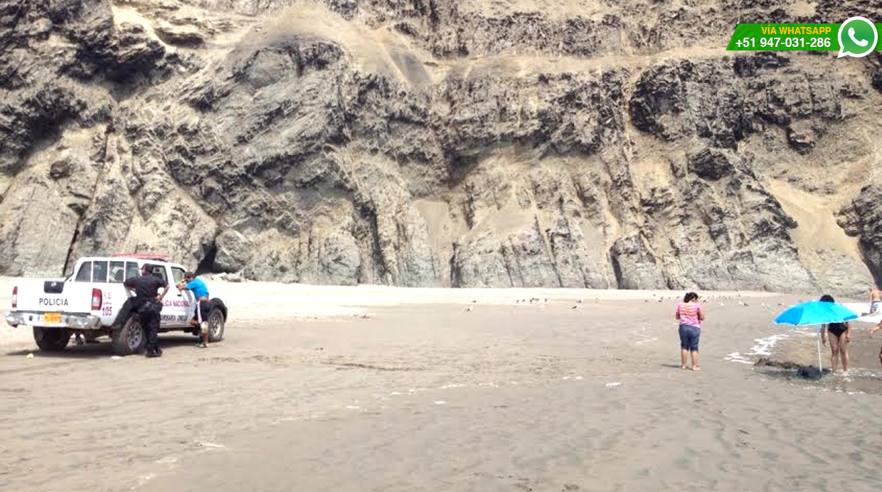 WhatsApp: rescatan lobo de mar bebé herido en playa de Chilca