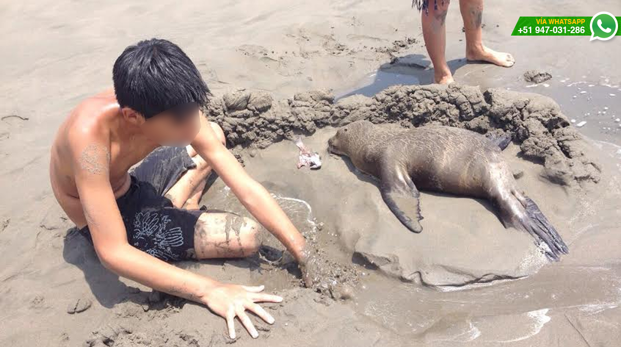 WhatsApp: rescatan lobo de mar bebé herido en playa de Chilca