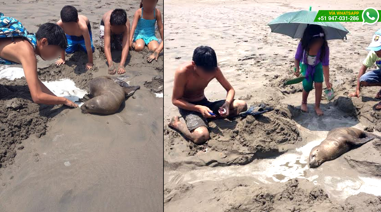 WhatsApp: rescatan lobo de mar bebé herido en playa de Chilca