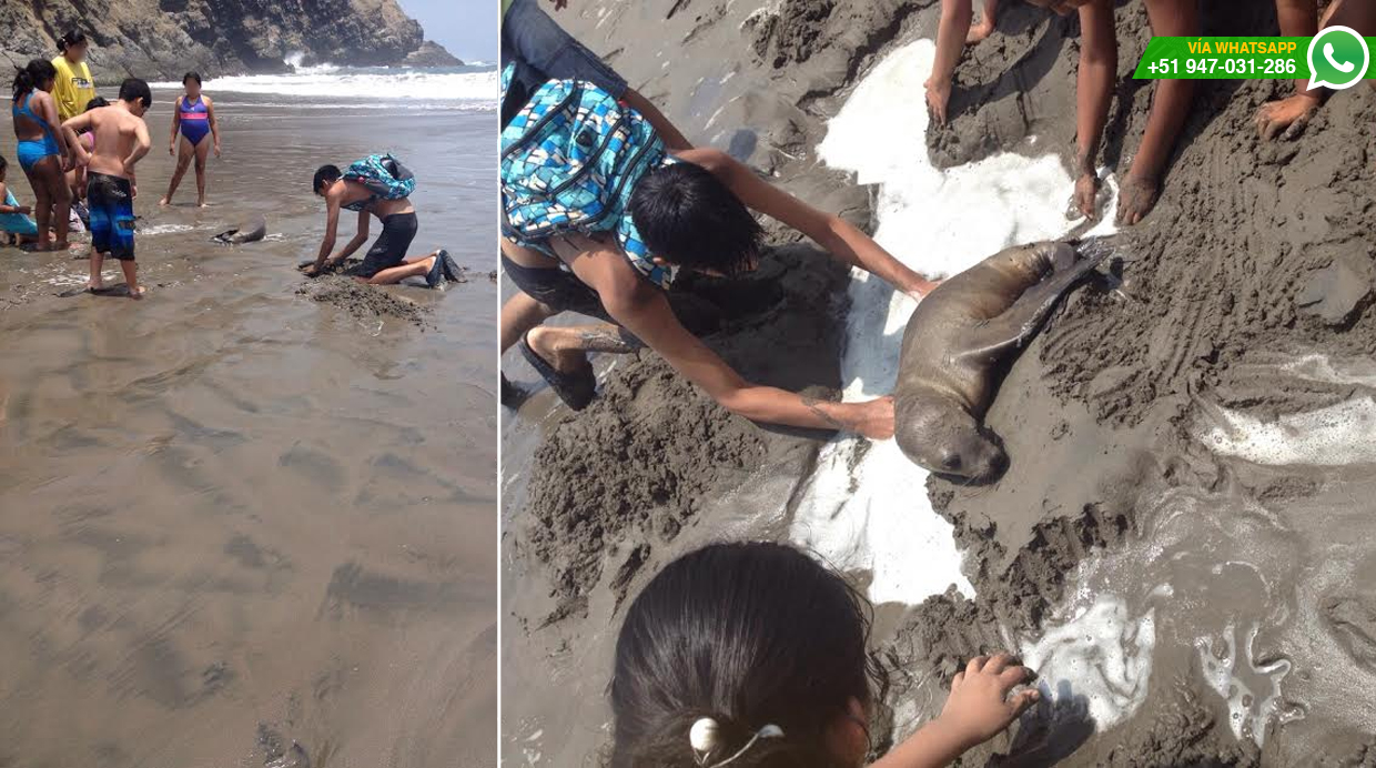WhatsApp: rescatan lobo de mar bebé herido en playa de Chilca