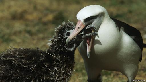 Cuando no alcanzan los machos, el albatros de Laysan hembra forma una pareja con otra hembra, para criar a sus polluelos.