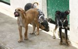 Chorrillos: robacasas matan 3 perros para asaltar de madrugada