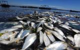 La extraña aparición de peces muertos en una sede olímpica