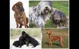 Bulldogs o labradores: Los perros favoritos en EE.UU. son...